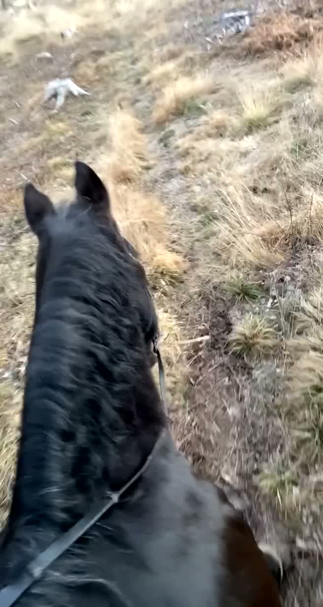  hästservice finnes: Söker medryttarhäst  i Boxholm - Video 1