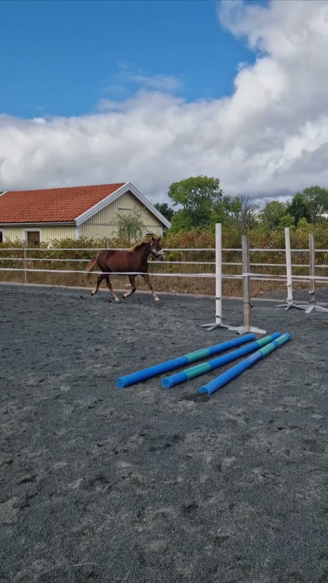 Allround hästar till salu: Supertrevligt 2-årigt sto - Video 1