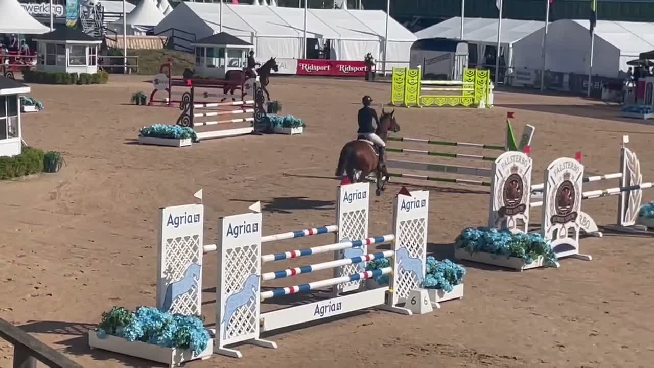 Hoppning hästar till salu: Bästa läromästaren i Stockholm - Video 1