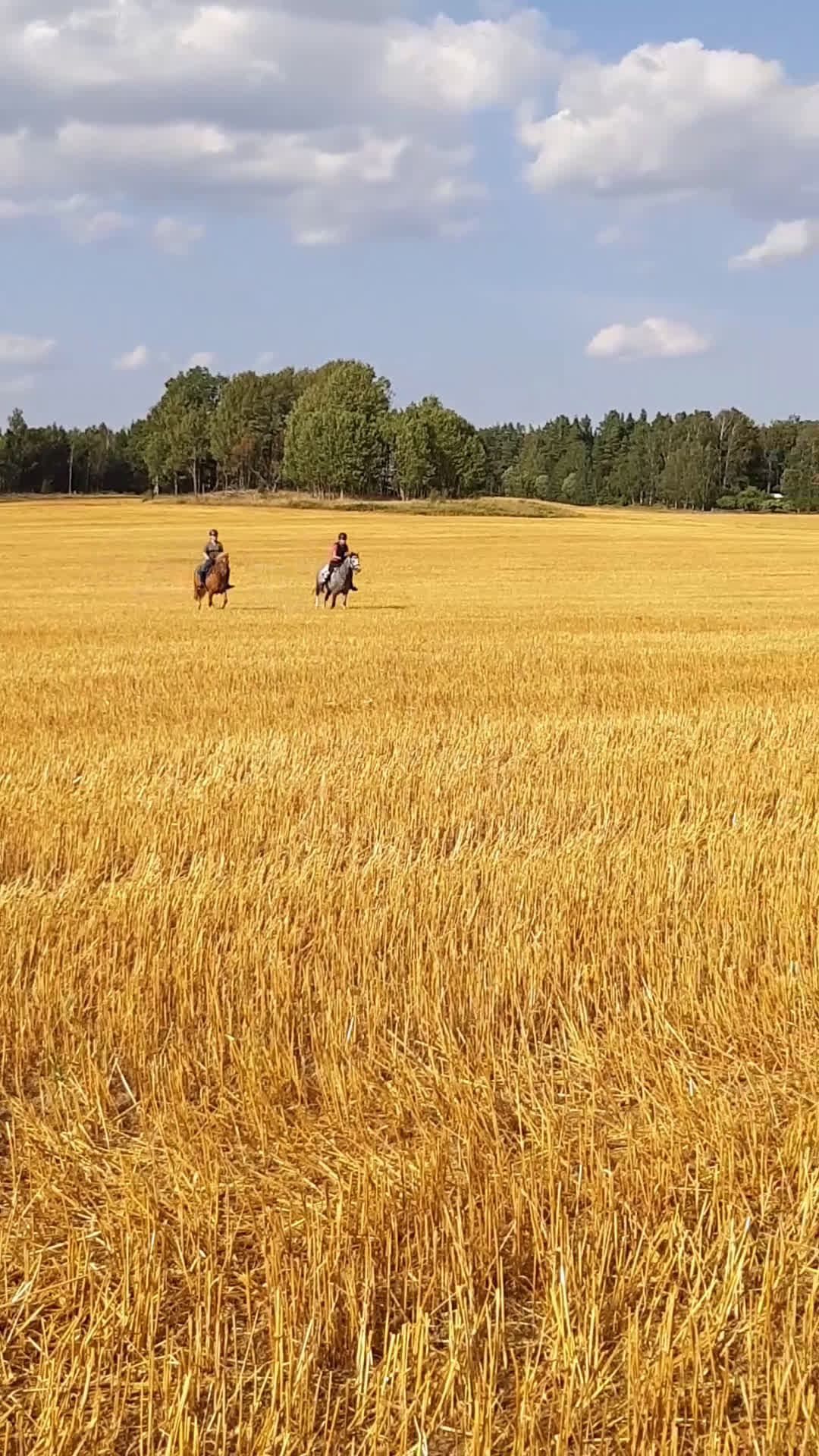 Allround hästar till salu: Inkört sportigt Gotlandsruss för hela familjen.  - Video 1