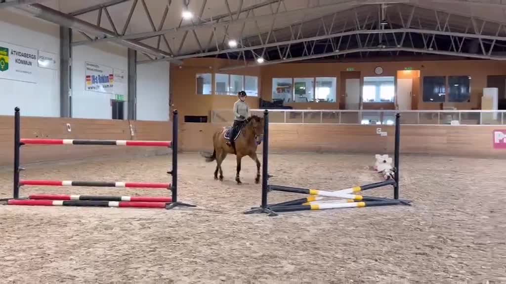 Hoppning hästar till salu: Trevligt sto - Video 2