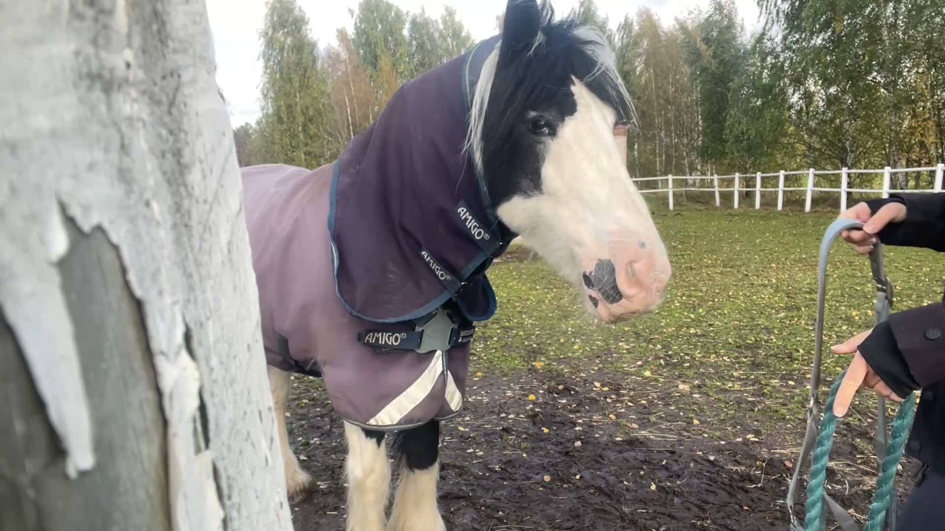 Allround hästar till salu: Fantastisk tinkerponny - Video 2