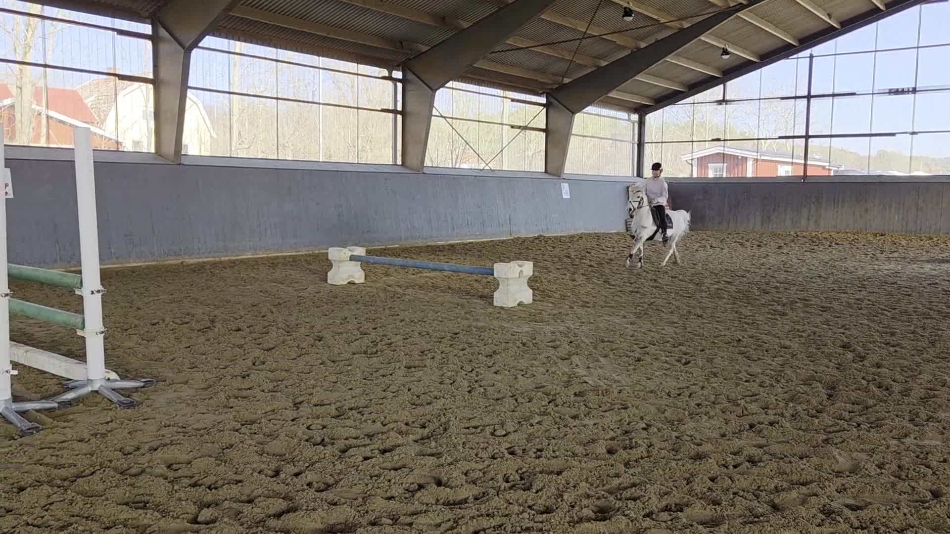 Allround hästar till salu: Söt Hopponny - Video 2