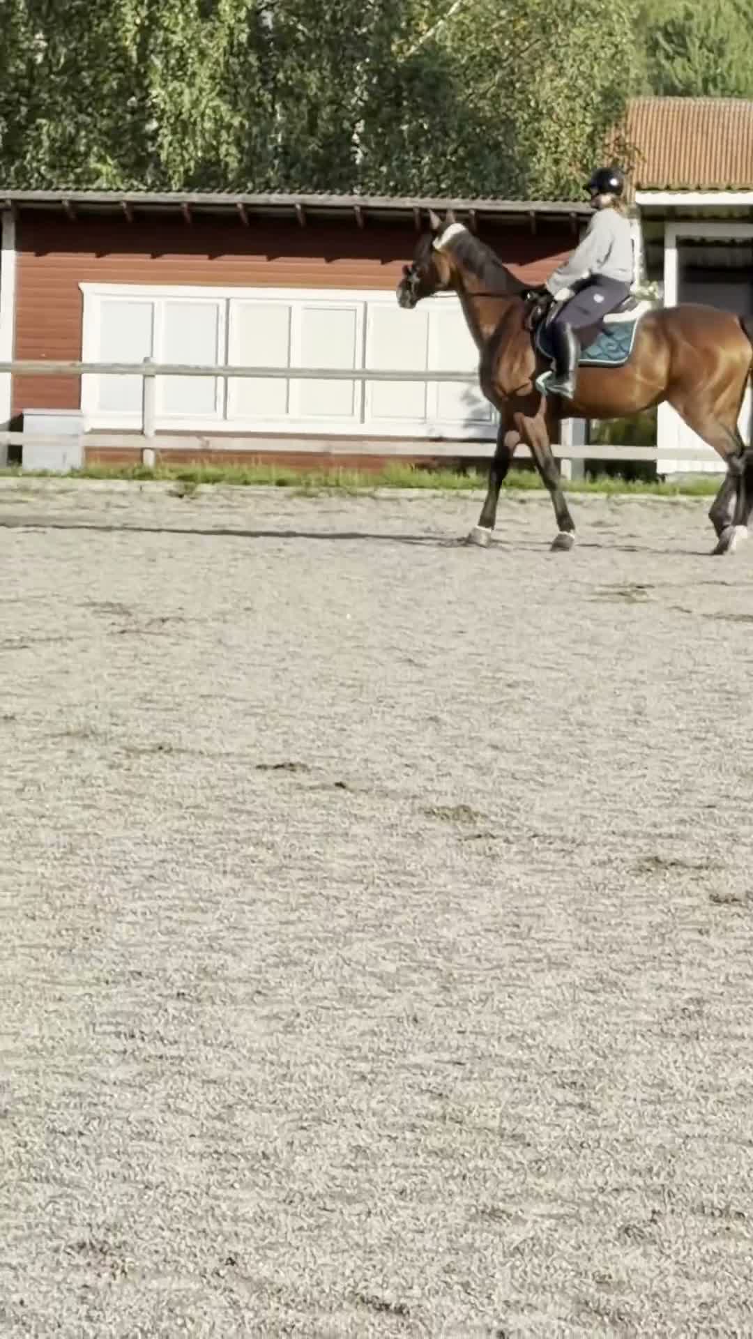 Allround hästar till salu: Ett sto för framtiden ⭐️ i Lakene - Video 3