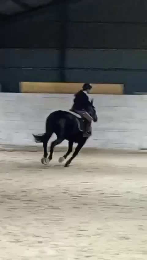 Allround hästar till salu: Vackert danskt halvblod - Video 1