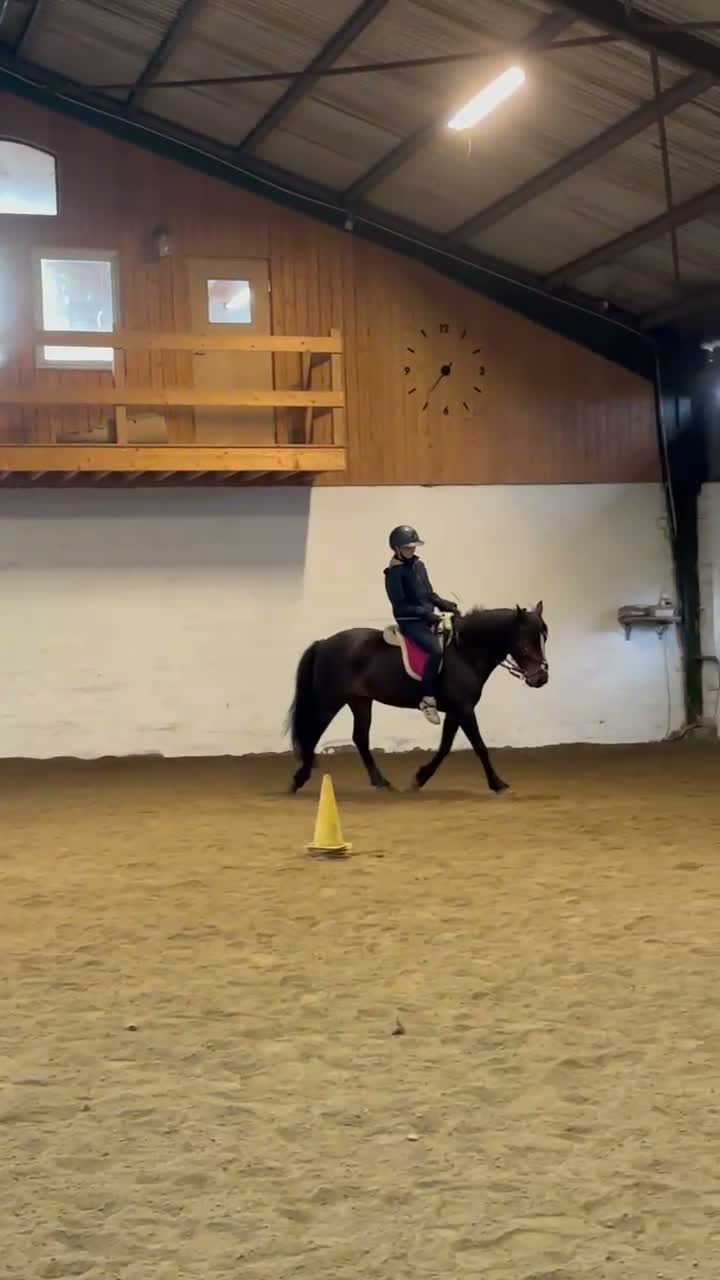  medryttarhäst finnes: Söt C-ponny söker medryttare - Video 3