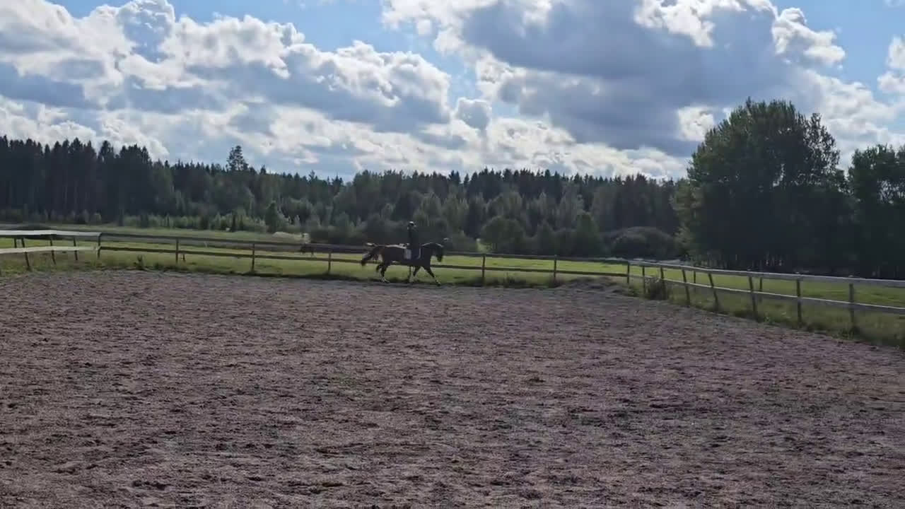 Dressyr hästar till salu: Mycket fint dressyrsto  i Skövde - Video 2