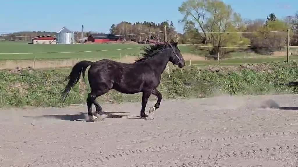Allround hästar till salu: Oslipad diamant - Video 3