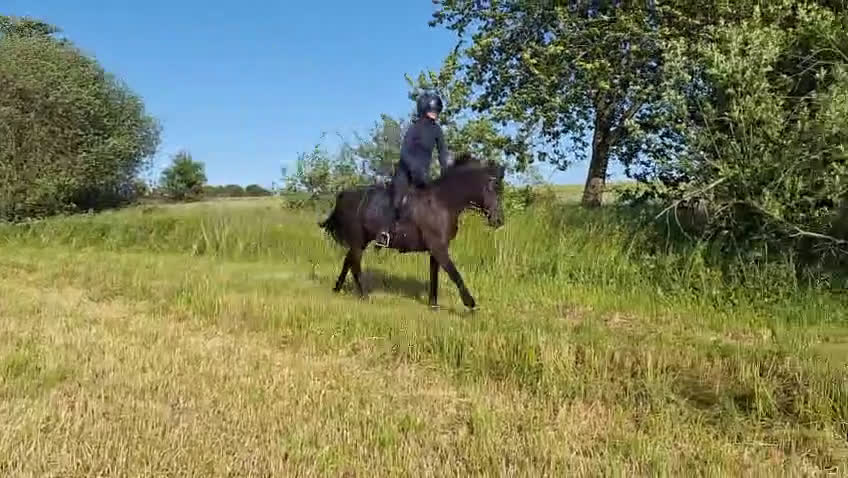 Allround hästar till salu: Drömponny - Video 3