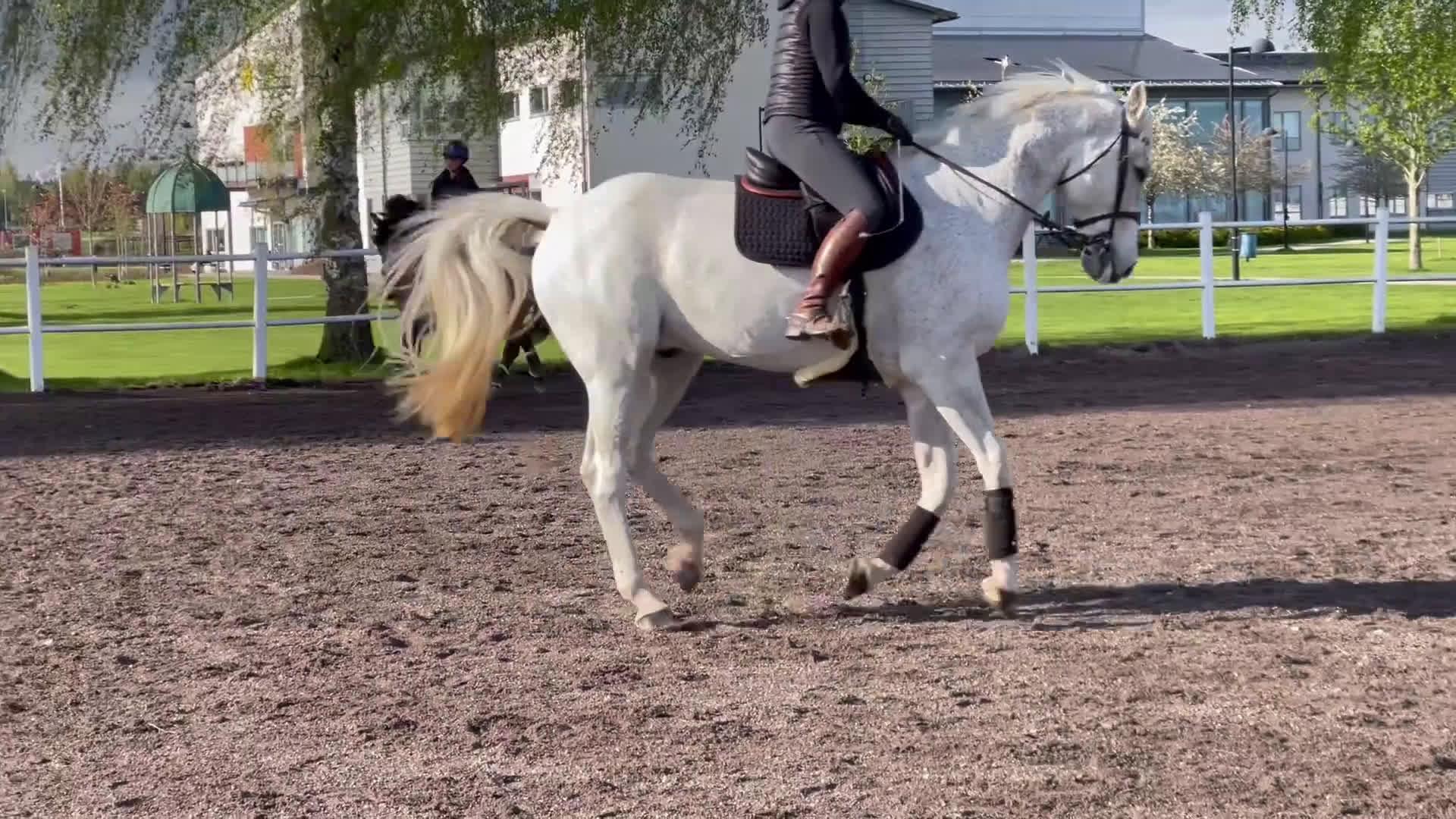 Allround hästar sökes: Hopphäst sökes - Video 2