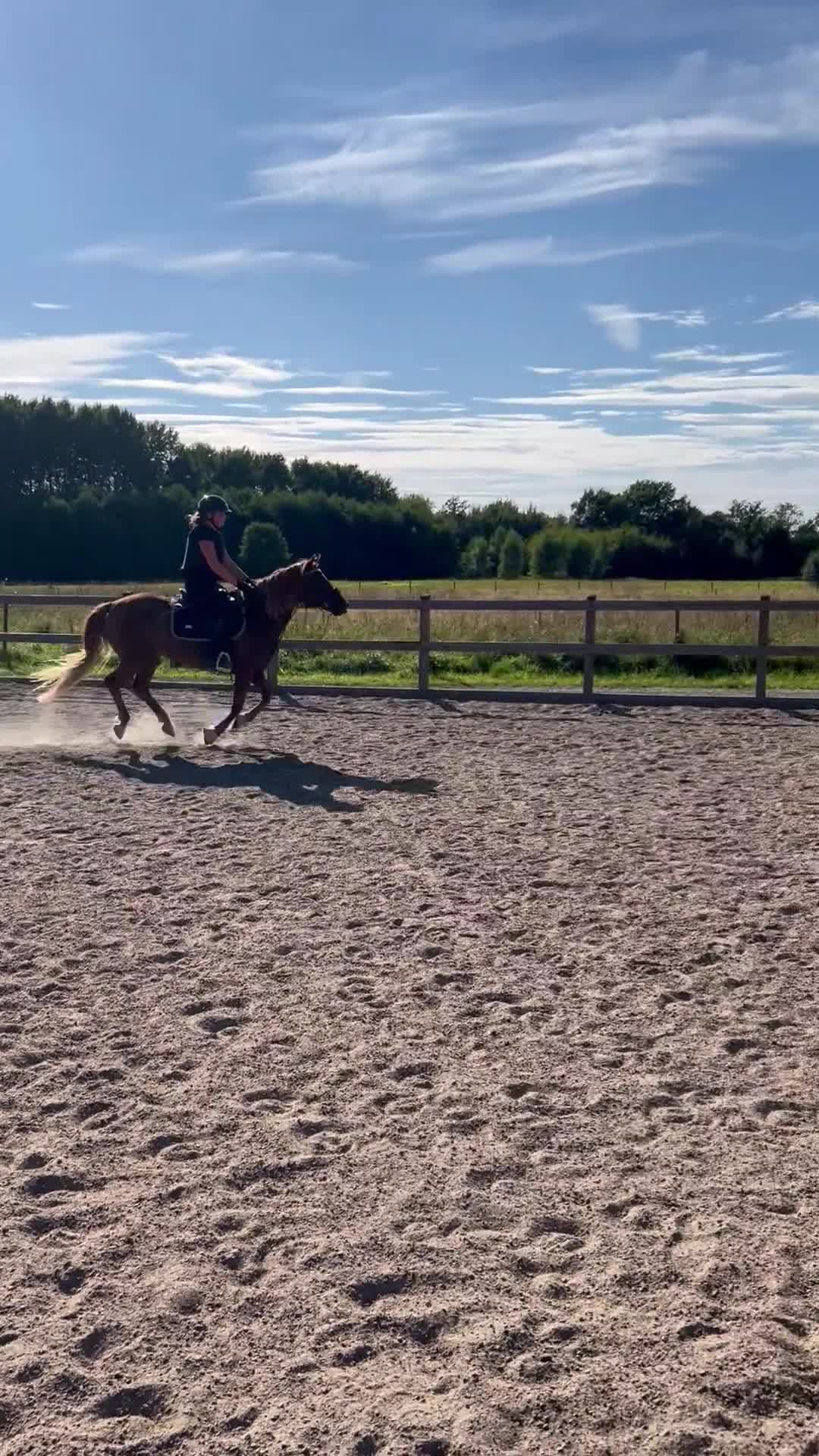 Allround hästar till salu: Familjeponny söker nytt hem! - Video 3