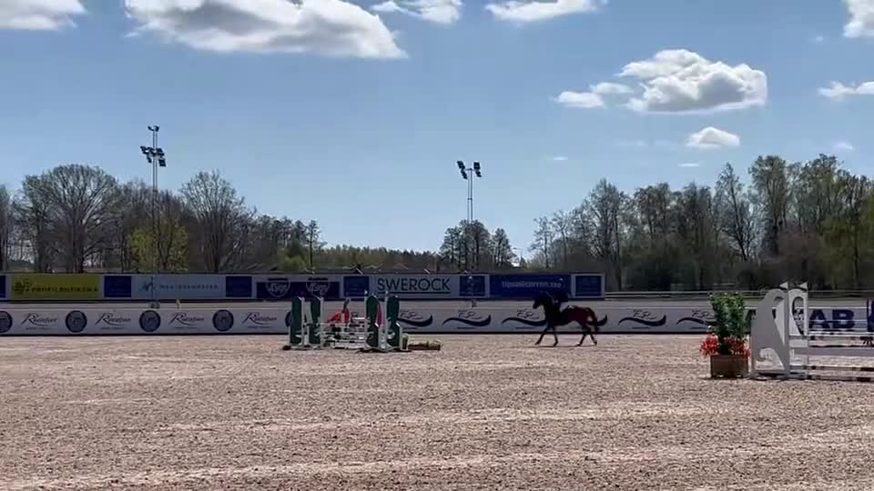 Sällskap hästar till salu: Snäll kille för lättare ridning/sällskap  - Video 1