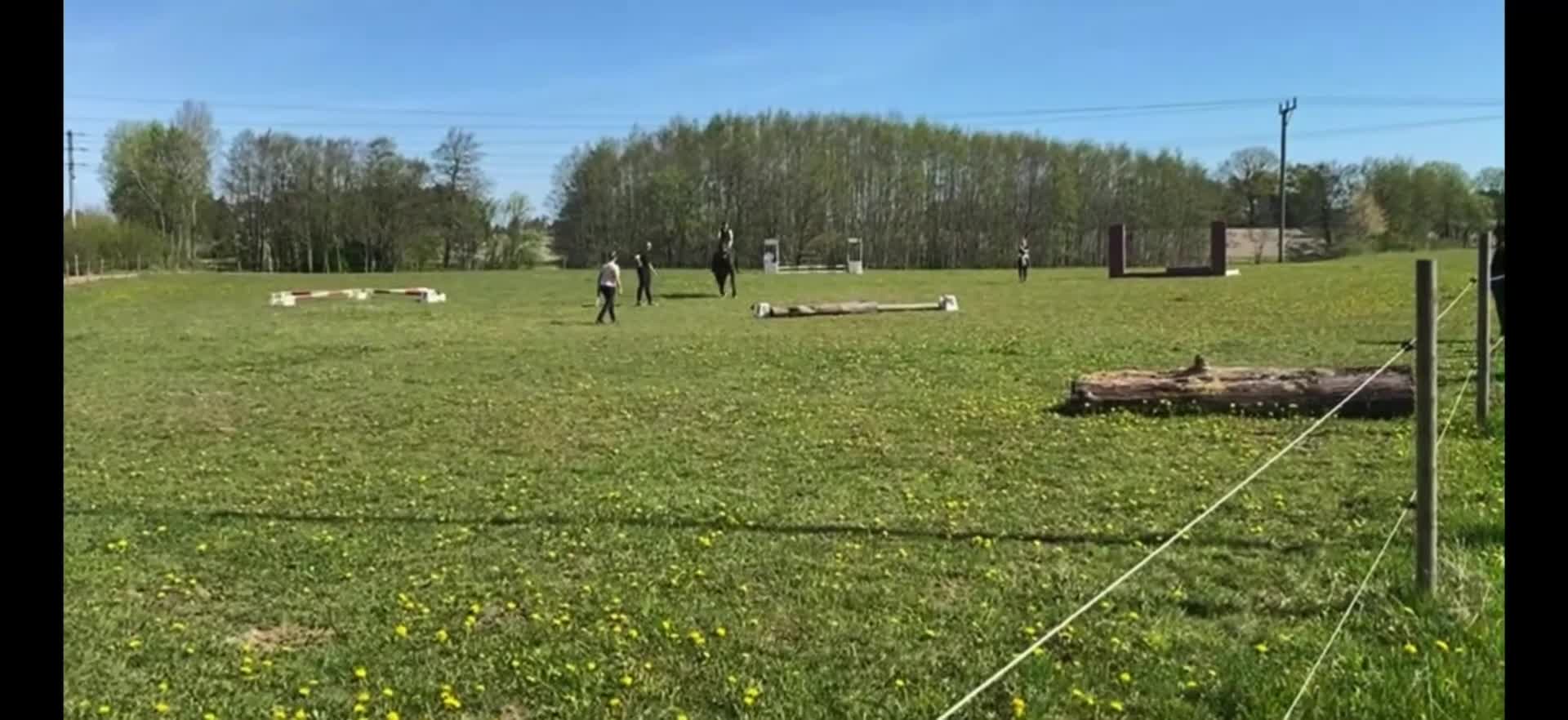 Allround hästar till salu: Social och arbetsvillig kille - Video 1
