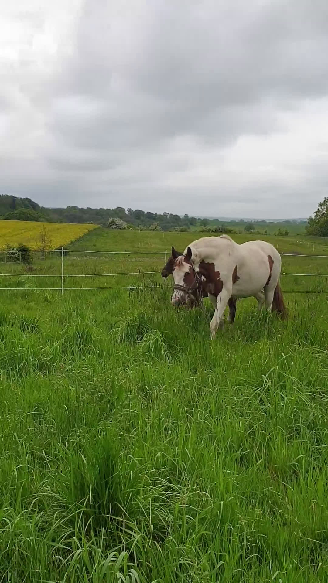 Hoppning hästar till salu: Charmigt sto f.2025  i Klippan - Video 1