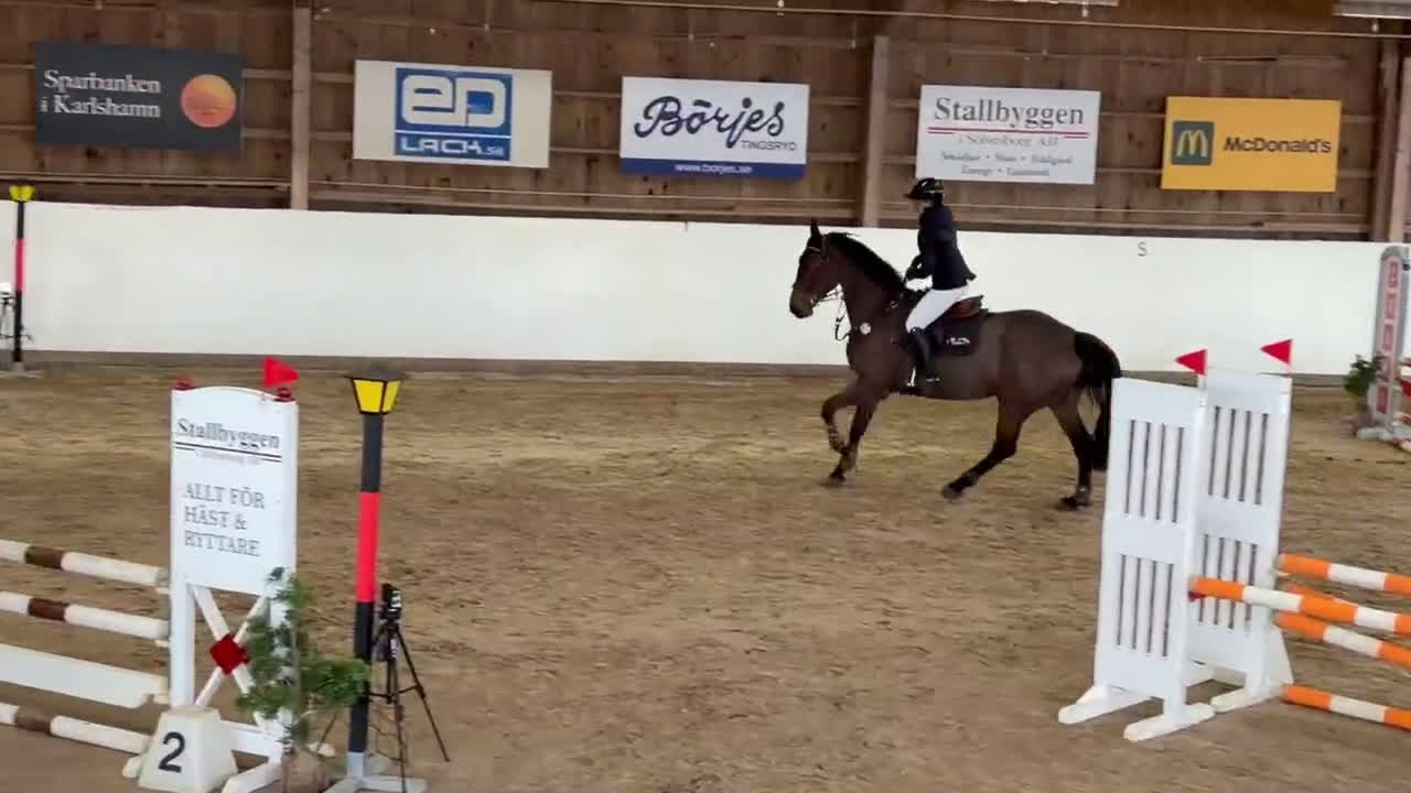 Hoppning hästar till salu: Snäll, ambitiös 6-åring för hoppning/dressyr - Video 1