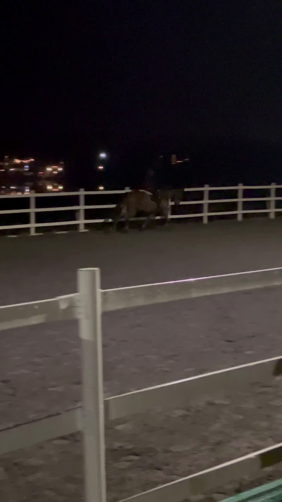 Allround hästar till salu: Pålitlig hobbyhäst i Upphärad - Video 3