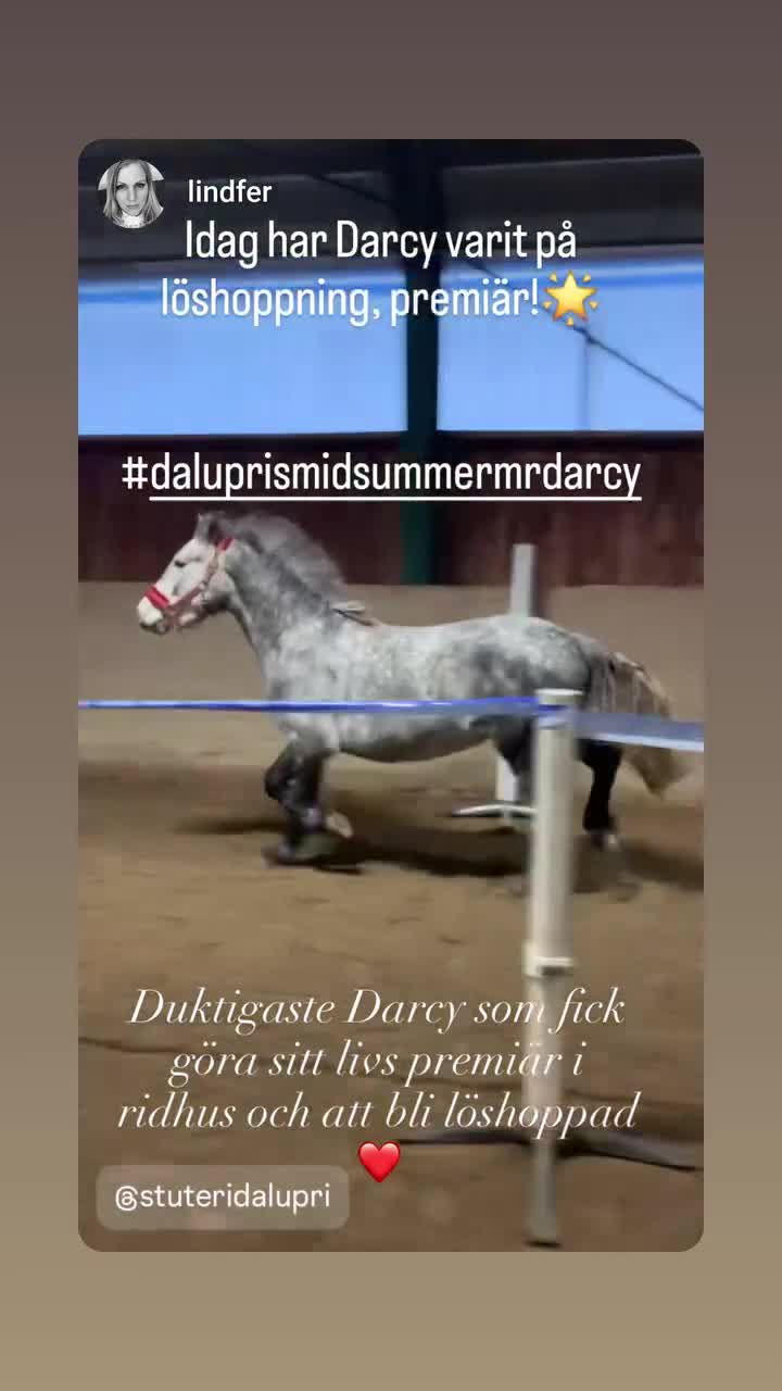 Allround hästar till salu: Svenskfödd, social, snäll 4-åring med fin stam - Video 1