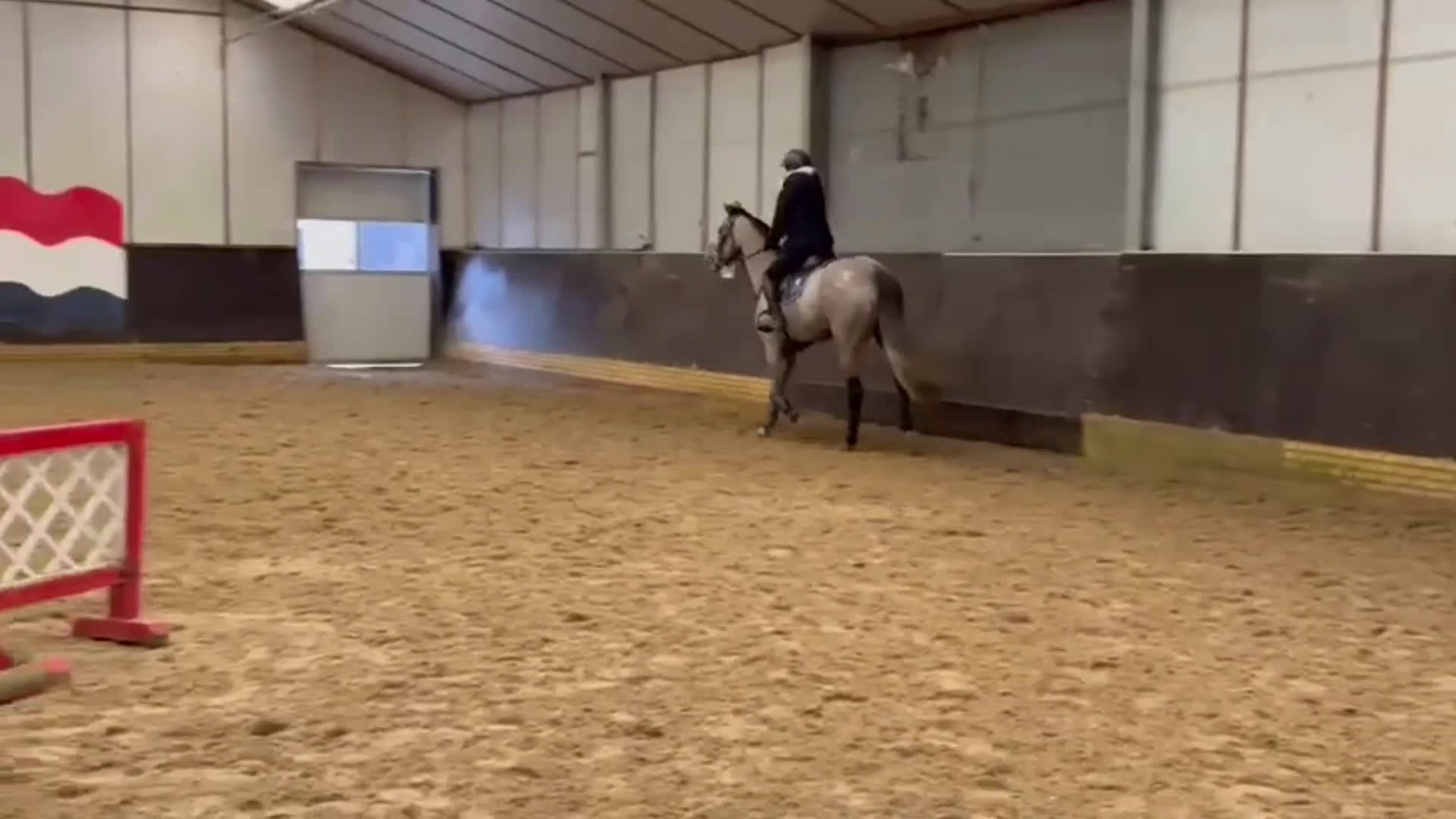 Hoppning hästar till salu: Nybliven 4åring ur toppmödre  - Video 1