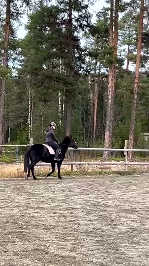 Allround hästar till salu: 🌟Vacker d-ponny🌟 - Video 3