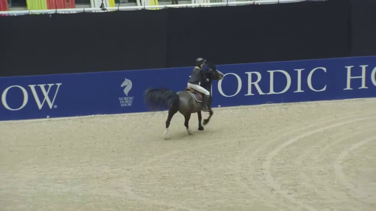 Hoppning hästar till salu: Häftig B-ponny  i Edsele - Video 2