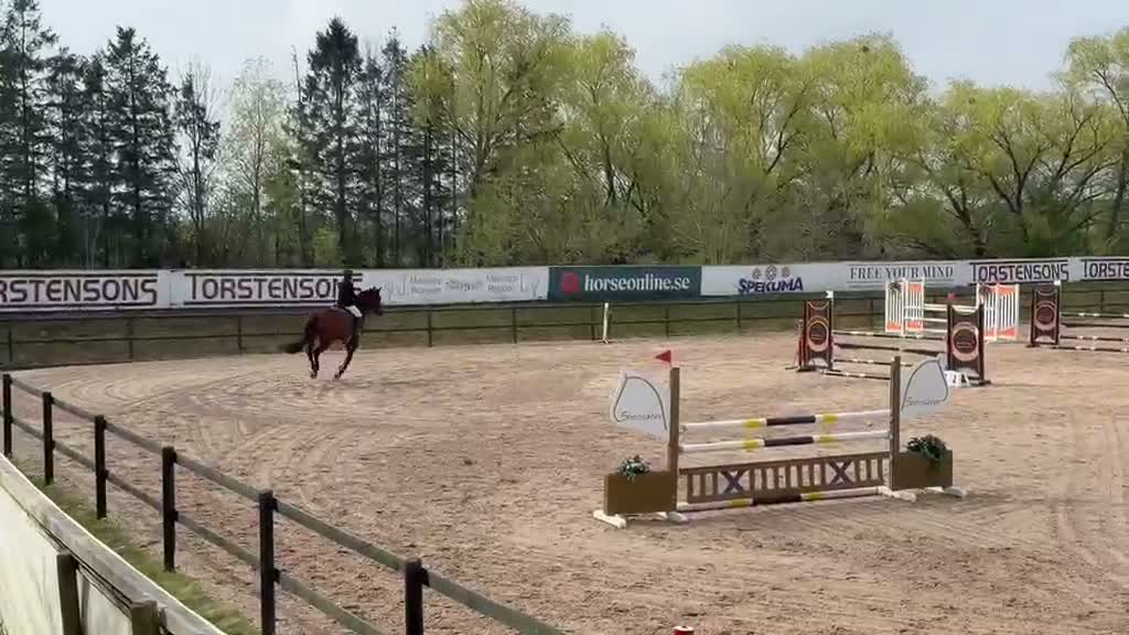 Hoppning hästar till salu: Snäll hopphäst säljes  i Harlösa - Video 2