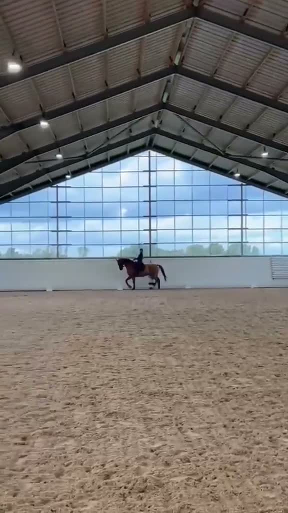 Dressyr hästar till salu: Fin 5-åring  - Video 1