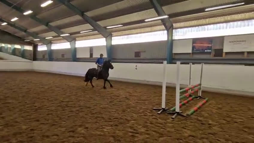 Hoppning hästar till salu: Talangfull sportponny - Video 3