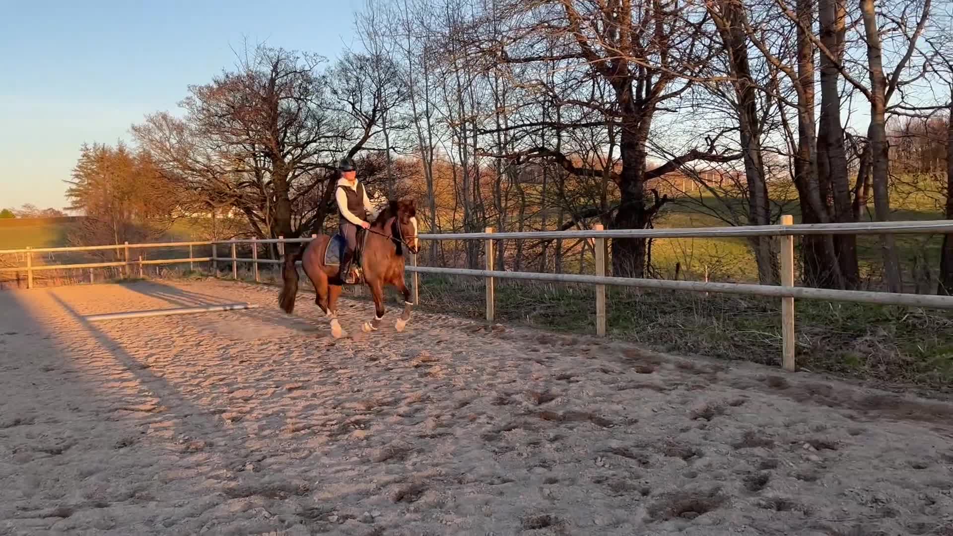 Allround hästar till salu: Rocky road letar nytt hem - Video 3