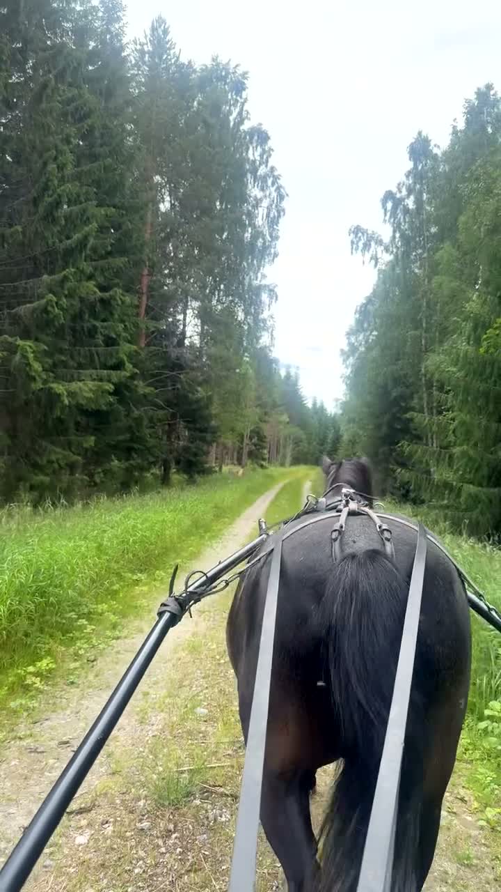 Allround hästar till salu: Superfin kille - Video 2