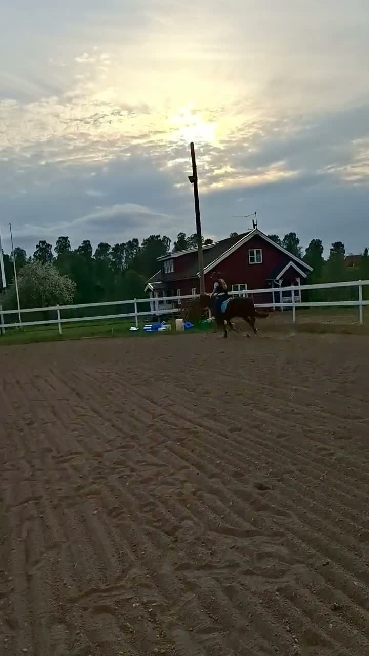 Allround hästar till salu: Snäll B-ponny - Video 3
