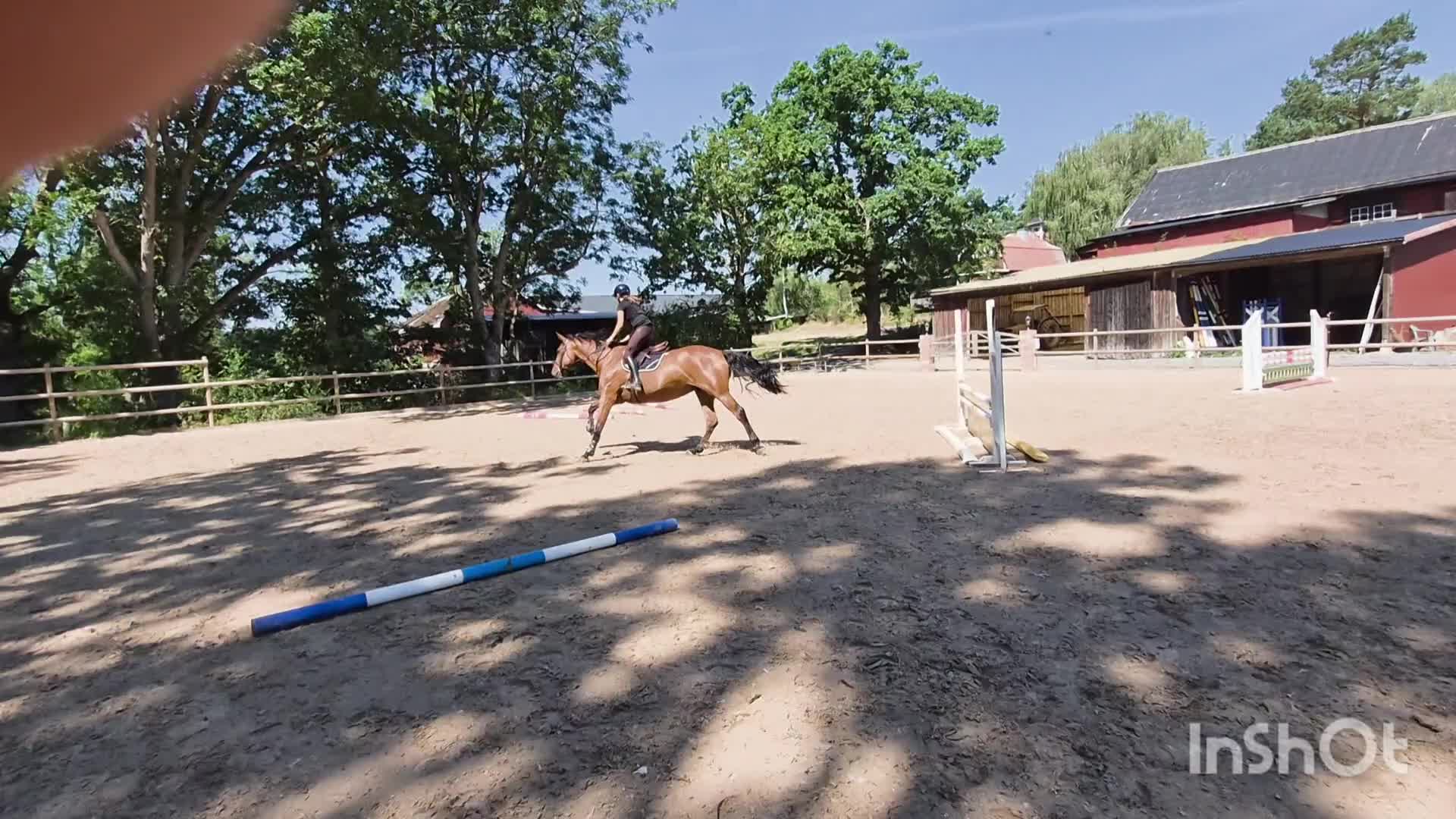 Hoppning hästar till salu: Forma din framtida stjärna! - Video 1