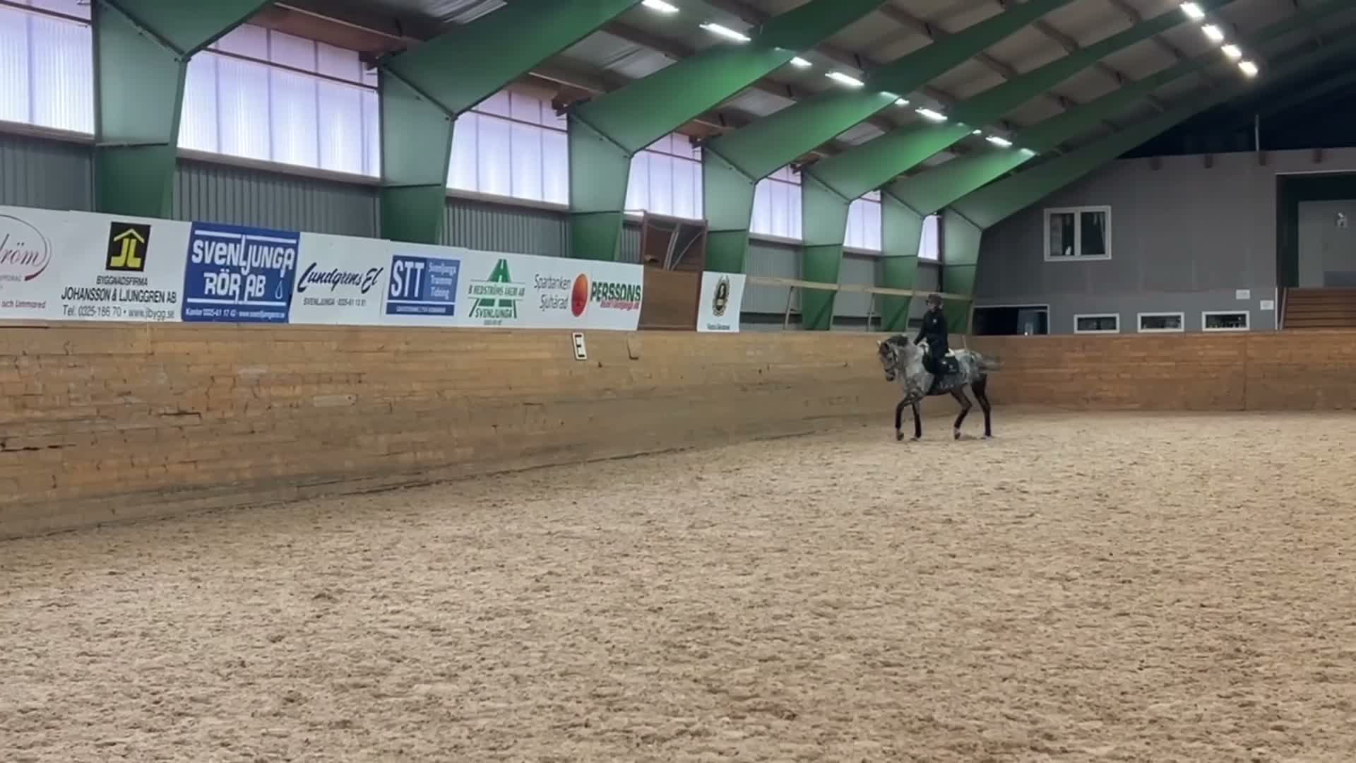 Allround hästar till salu:     Trevligt sto söker kärleksfullt hem - Video 2
