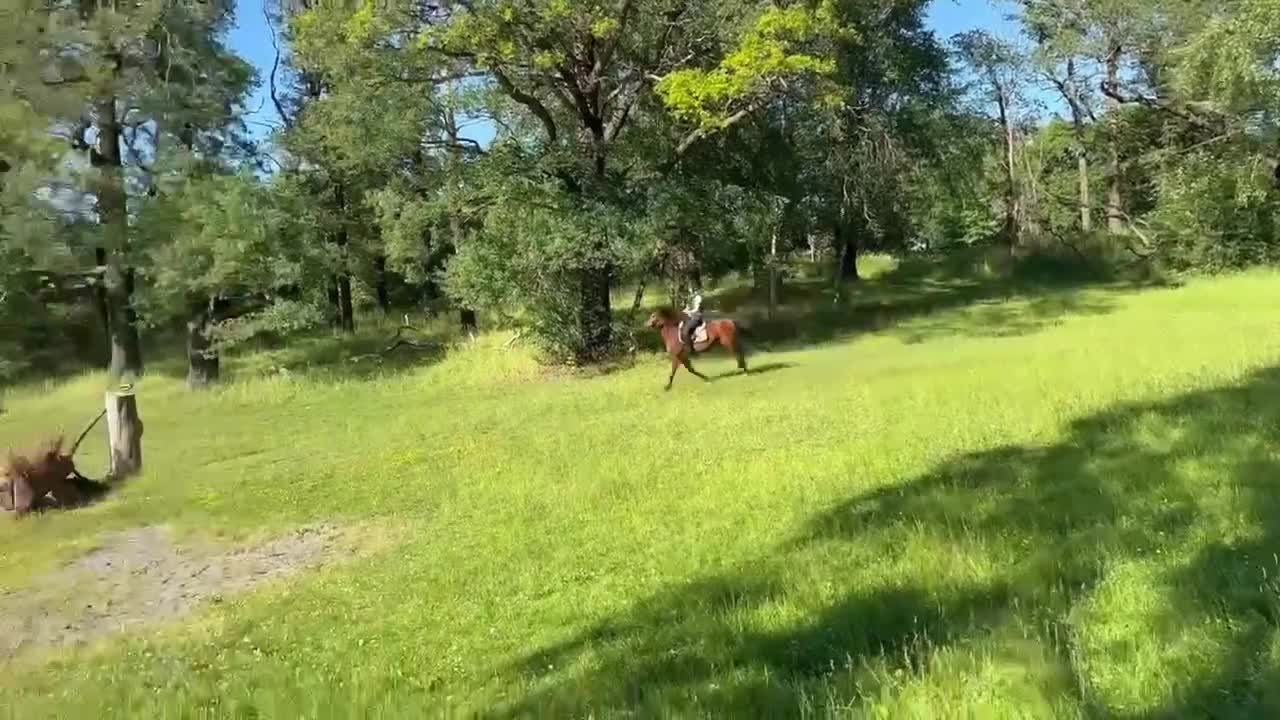 Fälttävlan hästar till salu: Fantastisk läromästare allround till salu - Video 3
