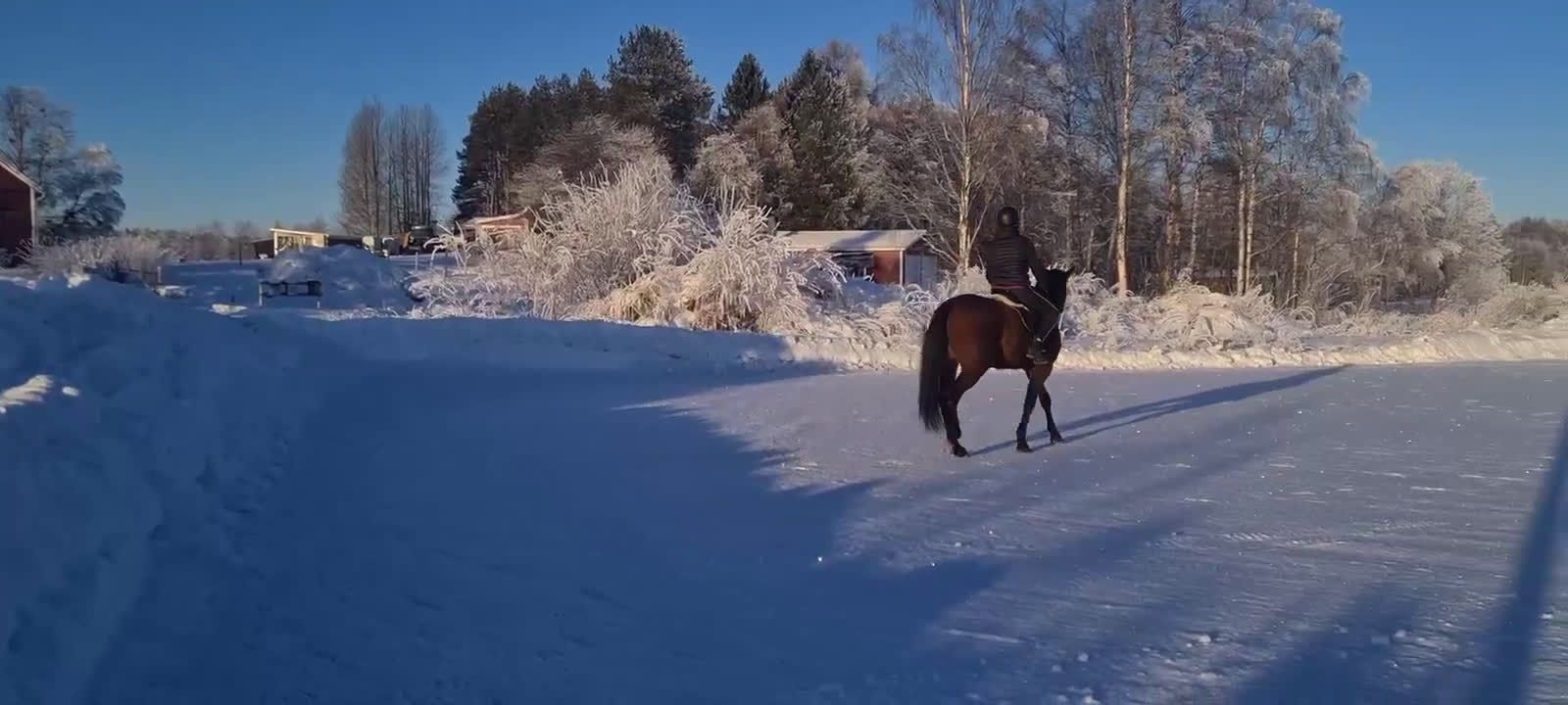 Allround hästar till salu: Lojal och träningsglad ridtravare  - Video 1