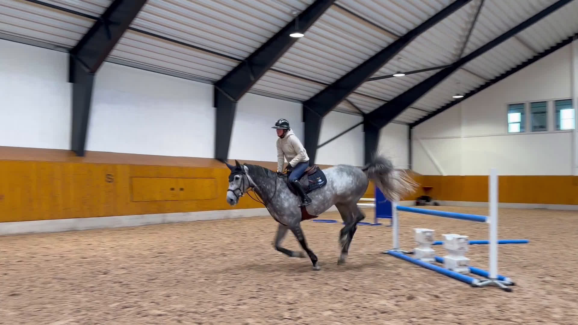 Hoppning hästar till salu: Otroligt fin hopphäst för framtiden! - Video 2