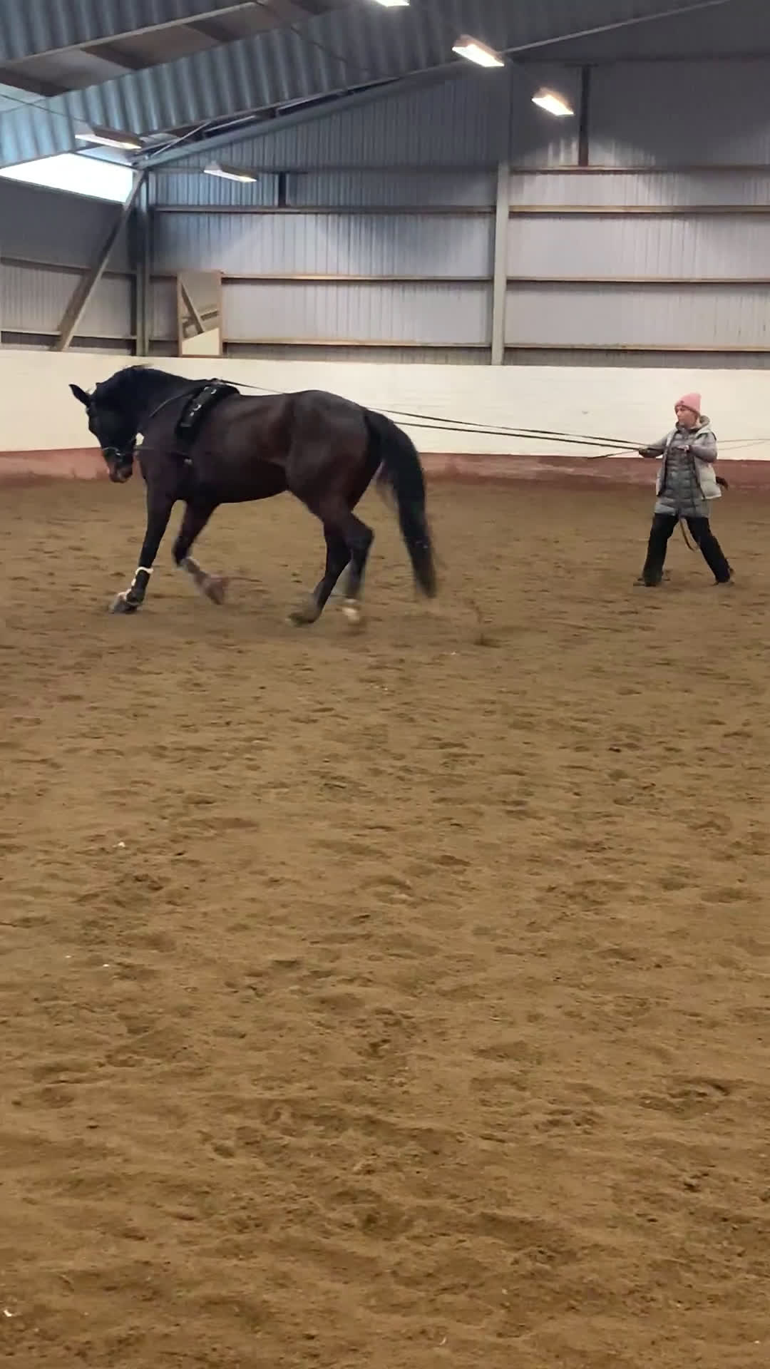 Avelshästar hästar till salu: Fint avelsto - Video 3