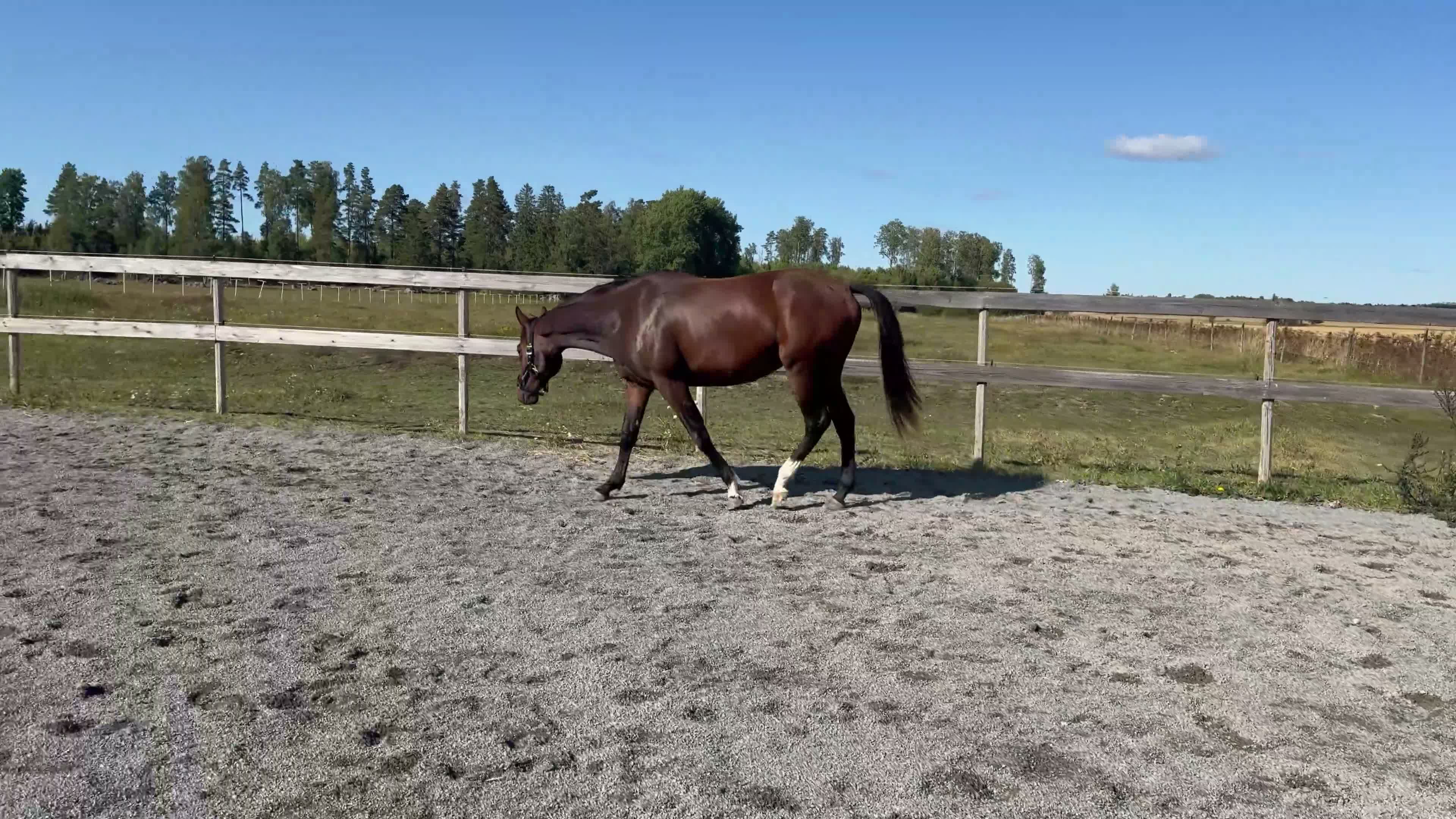 Hoppning hästar till salu: Sportigt sto 2 år e. Diero Lux - Video 3