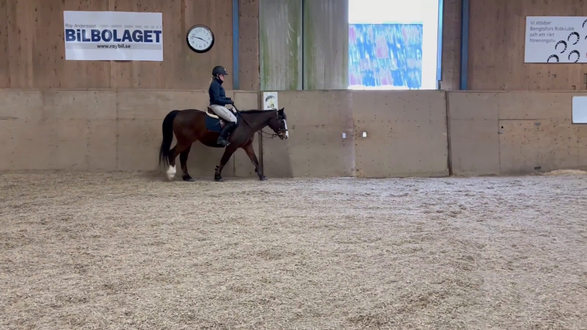 Allround hästar till salu: Äldre gentleman söker sista hem i Bengtsfors - Video 1