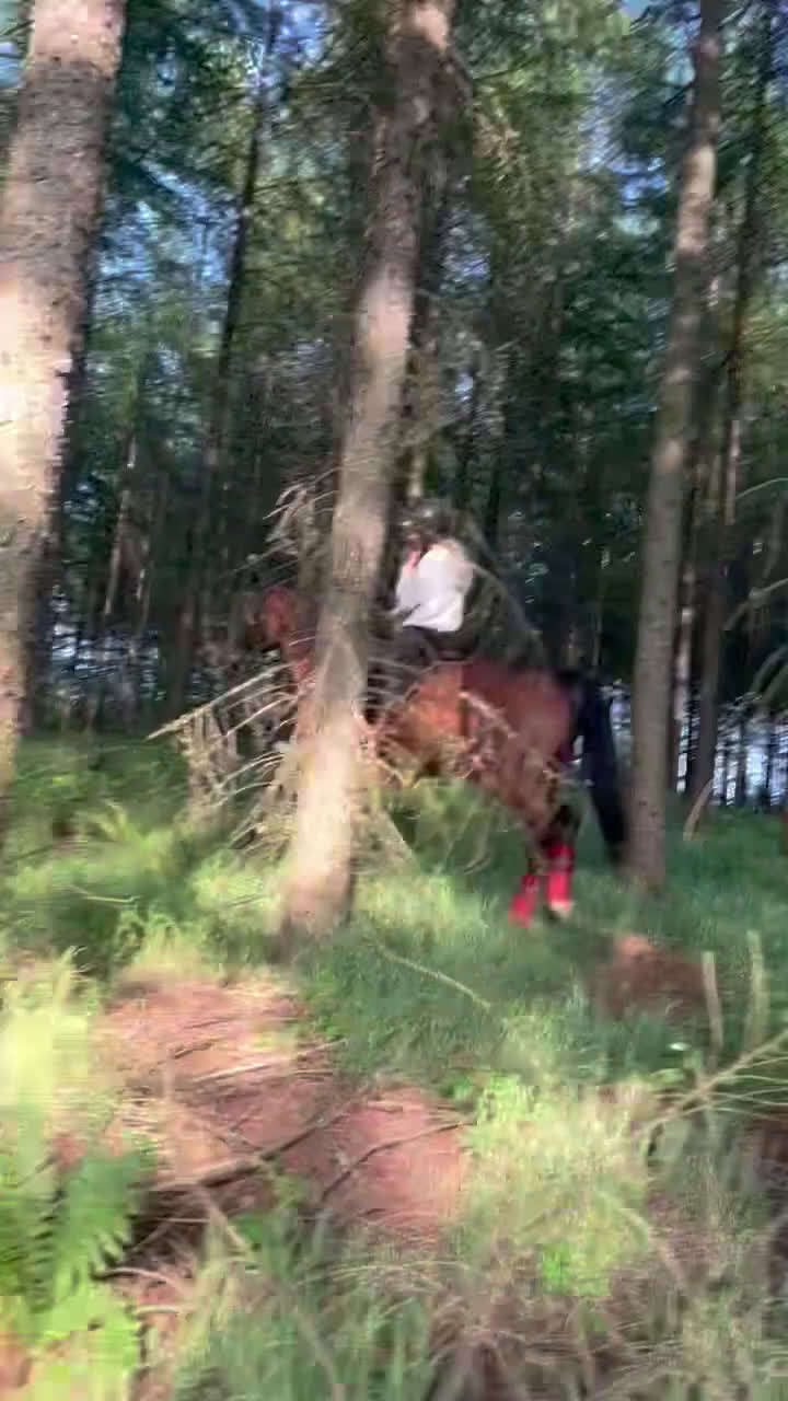 Allround hästar till salu: En fantastisk vän  i Blentarp - Video 2