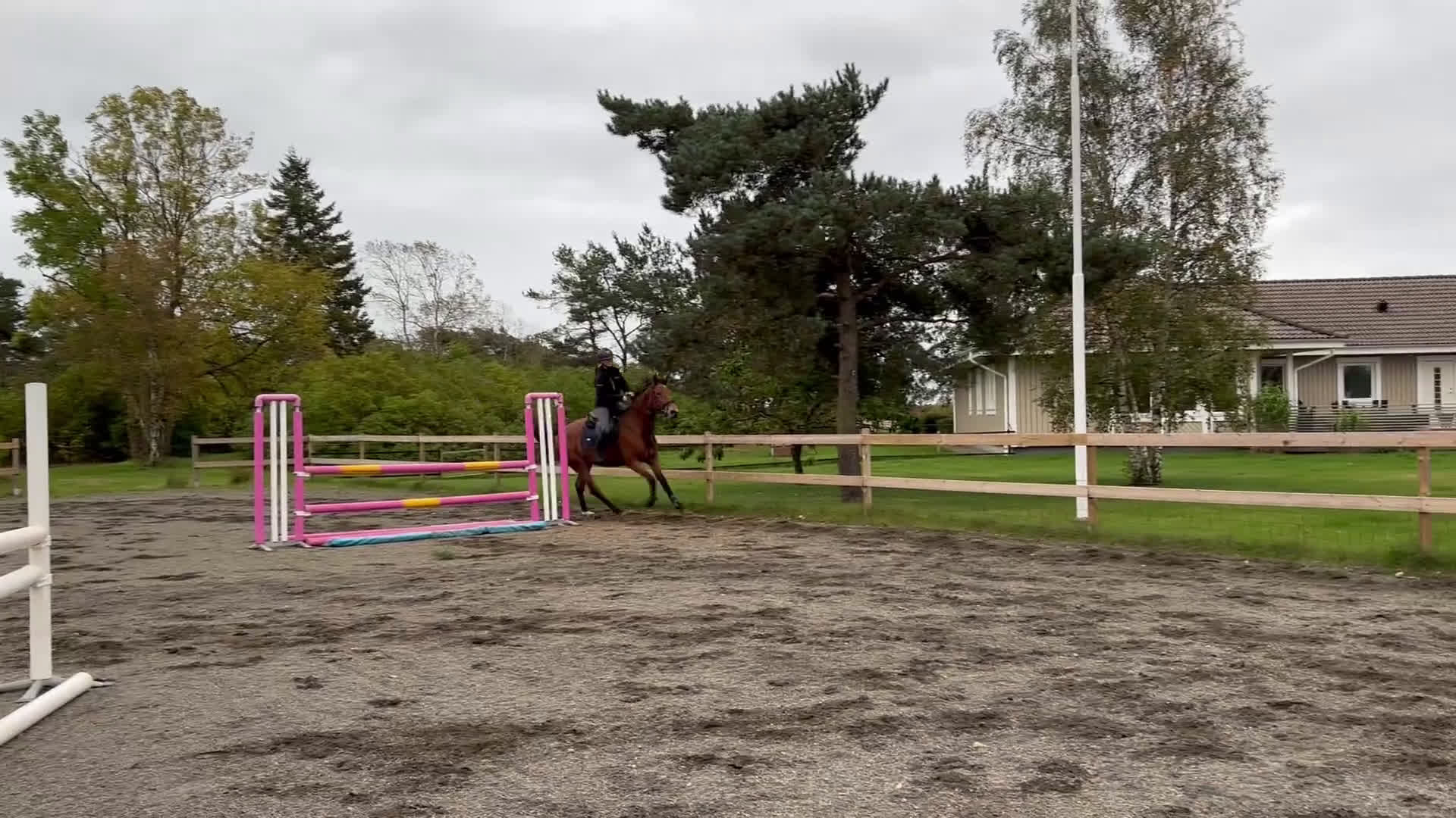 Hoppning hästar till salu: Superfint sto  i Åhus - Video 1
