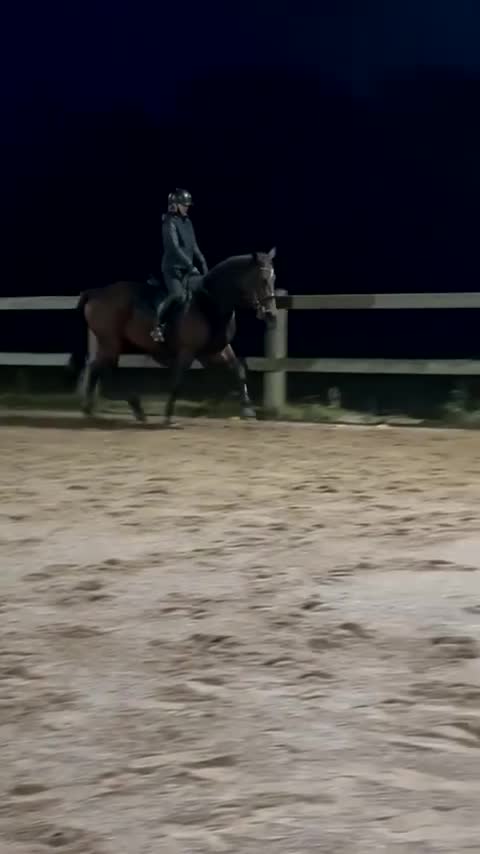 Allround hästar till salu: Underbar varmblodig ridtravare - Video 4