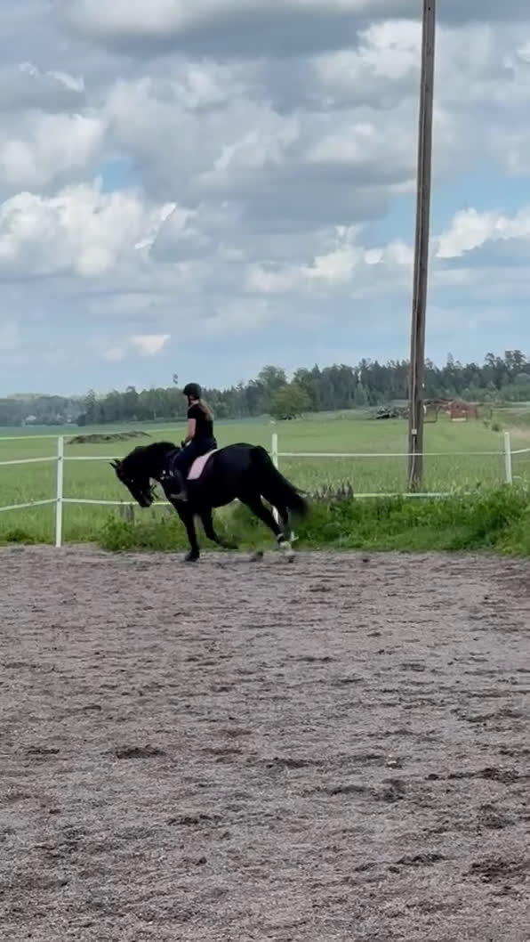  foderhäst finnes: Trevlig träningskompis för den erfarna i Västerås - Video 3