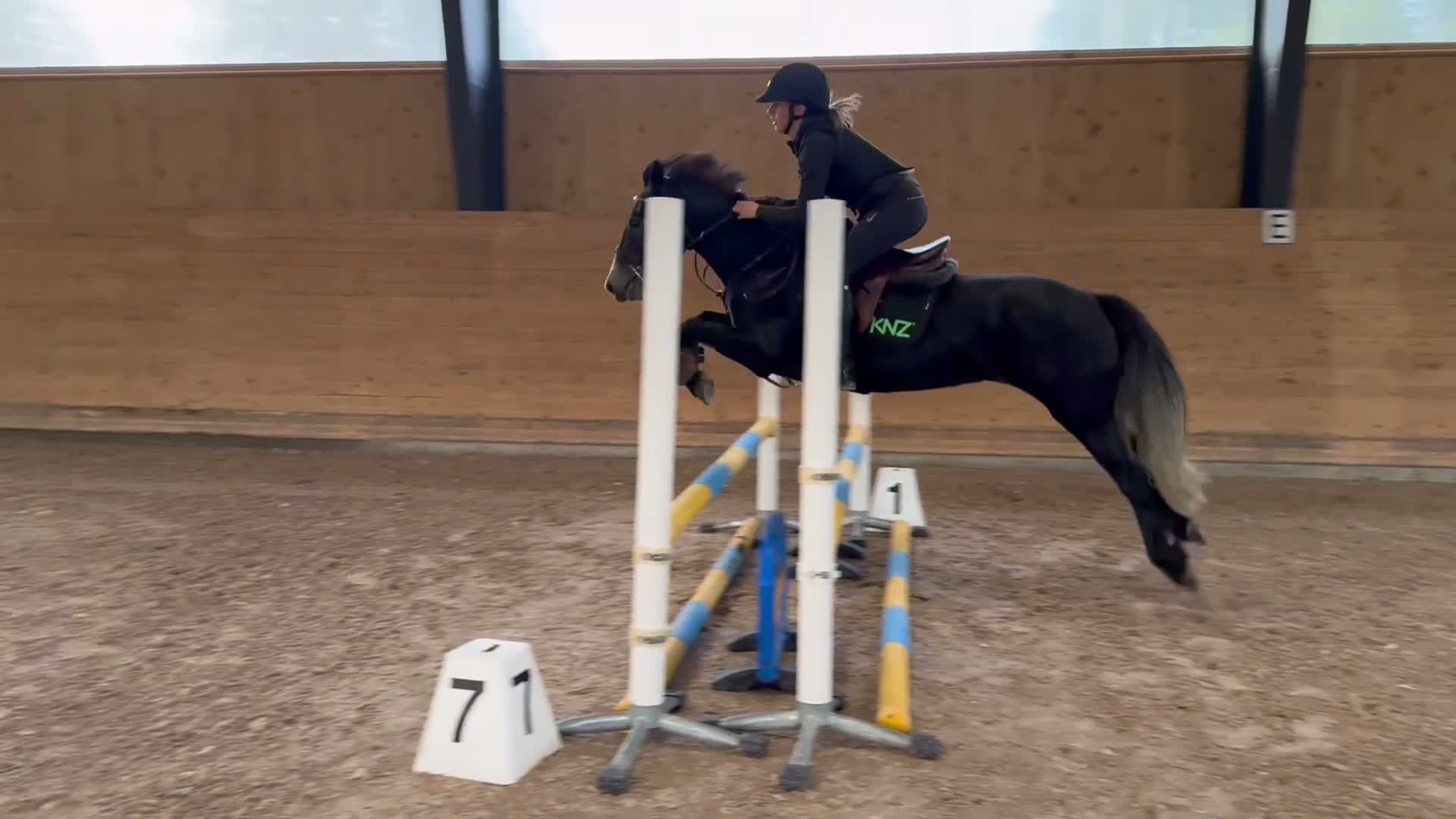 Hoppning hästar till salu: Ungponny med Kapacitet  - Video 1