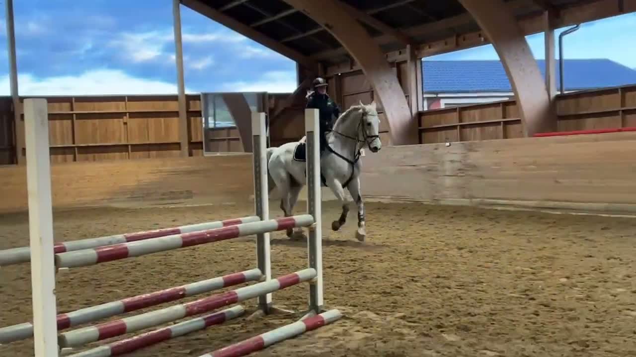 Allround hästar till salu: Fina ridhästen Emil i Fjärås - Video 4