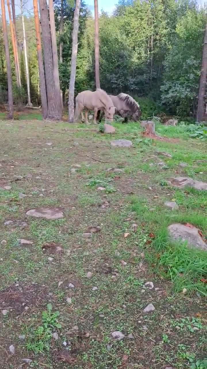 Island hästar till salu: Islandshästar säljes tillsammans  - Video 3
