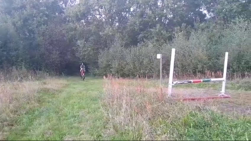 Allround hästar till salu: Personlig d-ponny i Vinslöv - Video 3