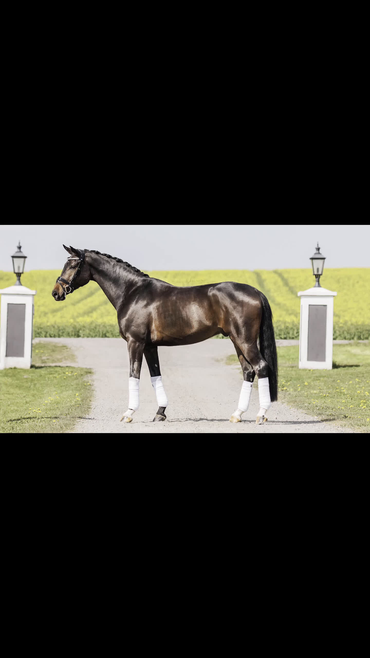 Sällskap hästar till salu: Kärleksfullt hem sökes till fantastisk individ  i Simrishamn - Video 1