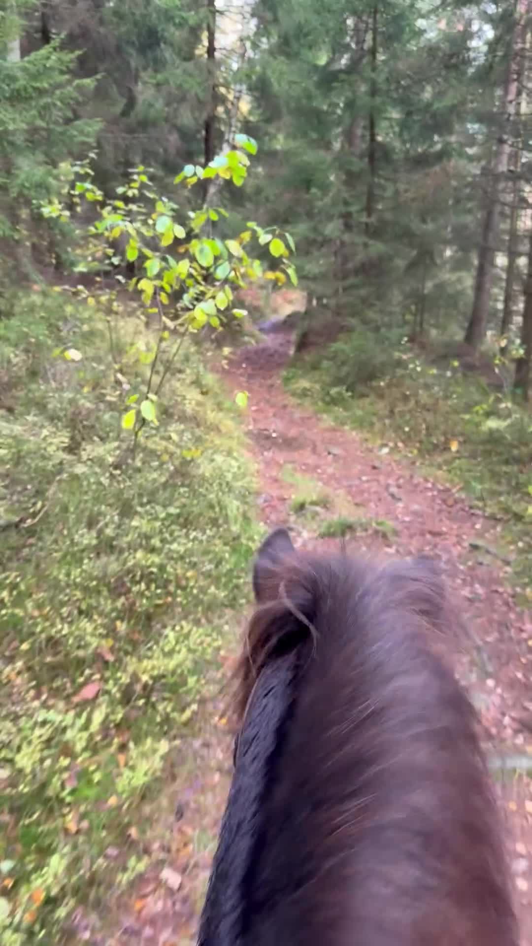 Island hästar till salu: Underbar arbetsvillig islandshäst söker aktivt hem - Video 1