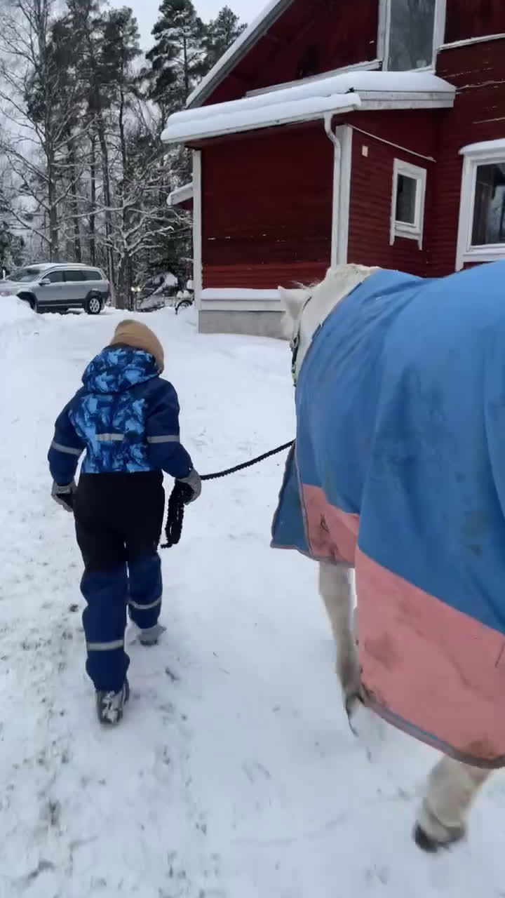 Allround hästar till salu: C-ponny till rätt hem  - Video 3