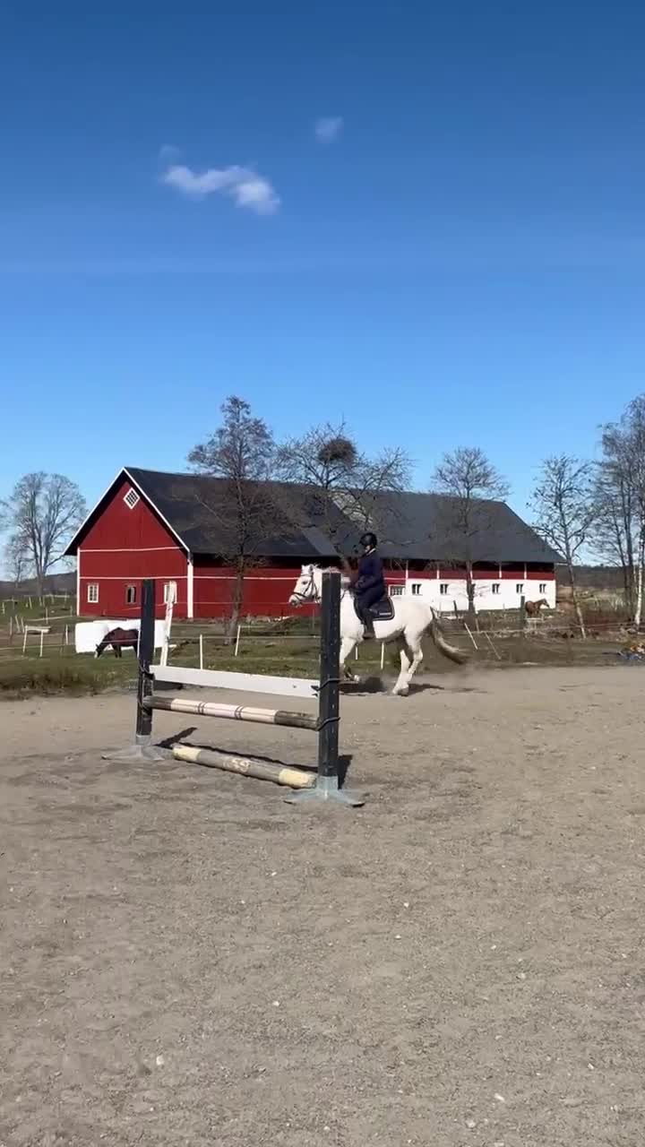 Sällskap hästar till salu: Fantastisk fin mor-dotter häst ❤️ - Video 2